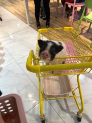 -Moni星球萌宠·小马宝莉·灵蛇·高端高阶全萌宠互动体验俱乐部(红豆国际广场店)