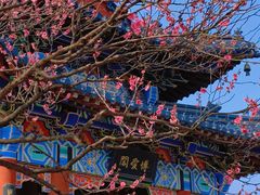 -梅花山(明孝陵内)