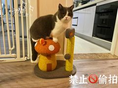 -猫大福·Fortune Cat猫舍(百子湾店)