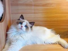 -猫十亿·布偶金渐层·曼基康矮脚猫舍(青年路店)