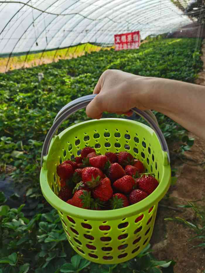兴寿小高草莓园图片