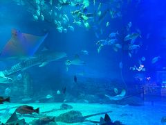 -烟台海昌鲸鲨海洋公园