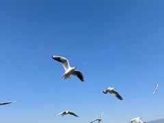 -西昌邛海湿地