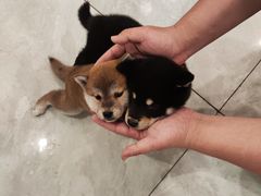 -柴犬小屋·柴餐厅·狗咖食堂(金鼎广场店)