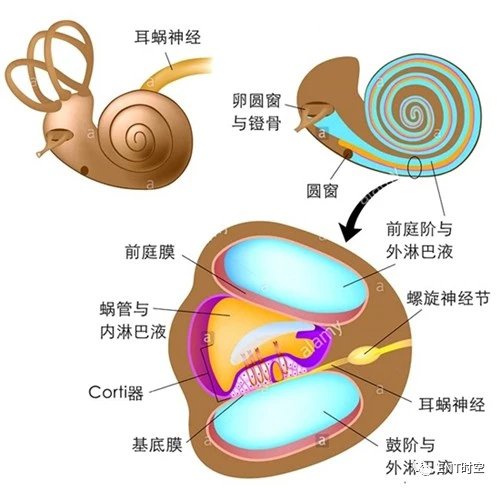 耳蜗简图图片