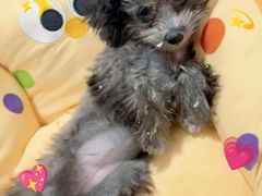 -翊宠yipet猫狗购宠庄园犬舍•猫舍