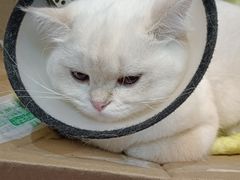 -伟伟宠物医院·CT影像中心·瑞派犬猫综合性门诊(汉口总院)