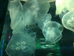 -梦幻海洋王国(吾悦广场张家港店)