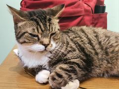 -猫爪屋猫咖(乐汇城店)