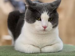 -喵呜公社猫咖