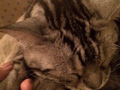 iphone_upload_pic-海边的猫和咖啡馆
