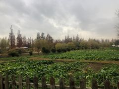 -前小桔亲子创意农场·草莓采摘·露营烧烤