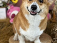 -喜洋洋宠物医院(震川路总店)