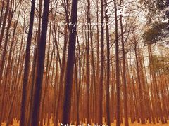 -上海共青森林公园