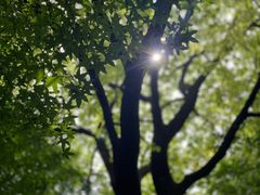 -上海共青森林公园