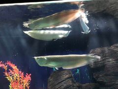 -苏州海洋馆