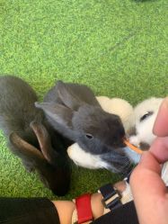 -萌宠亲子动物乐园(槐房万达店)