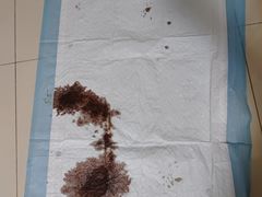 -乐琪宠物医院·犬猫专科·骨外科·急重症