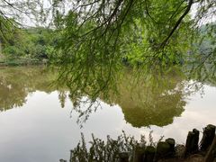 -深圳仙湖植物园