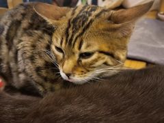 -猫小院猫主题咖啡厅(北锣店)
