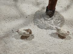 -上海大自然野生昆虫馆(东方明珠·爬宠昆虫探索中心)