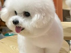 -伟伟宠物医院·CT影像中心·瑞派犬猫综合性门诊(汉口总院)