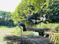 -广州长隆飞鸟乐园