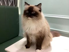 -安格丽娜·狗咖·猫咖羊驼咖(春熙路百盛商场店)