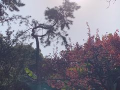 -秋霞圃