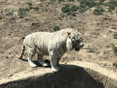 -大连森林动物园