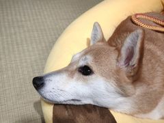 -逗柴咖啡屋·狗咖猫咖宠物桌游