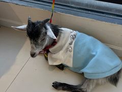 -怪兽屋·羊驼·猫咖·狗咖(俊华广场店)