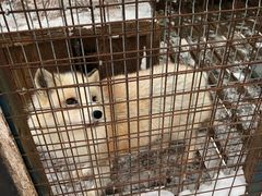 -宫城藏王狐狸村