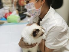 -爱侣·安琦尔宠物医院·中兽医针灸·心内科·狂犬免疫点(宝山区院)