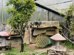 -上海野生动物园
