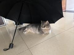 -瑞鹏宠物医院·骨科·猫科·内科(第一中心)