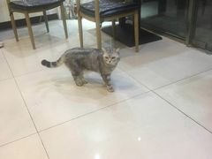 大堂-平行世界·猫咖(首经贸店)
