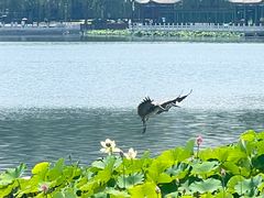 -莲花池公园