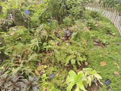 -中国科学院西双版纳热带植物园