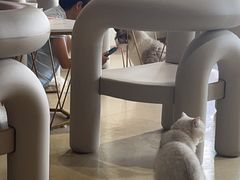 -藏猫猫咖啡主题馆(中央大道店)