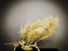 -荷兰布尔玛国际花艺学院