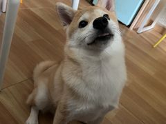 -翊宠yipet猫狗购宠庄园犬舍•猫舍