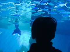 -北戴河圣蓝海洋公园