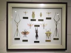 -上海昆虫博物馆