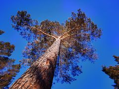 -北极村旅游风景区