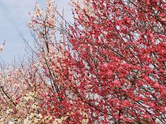 -蜀冈西峰生态公园