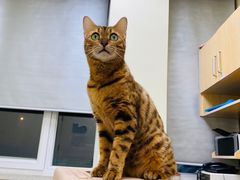 -美联众合动物医院·24h京西诊疗中心