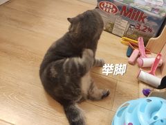 -猫咪派对(江南西店)