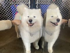 -more than meow吴止猫主题餐厅(承德 中船汇店)