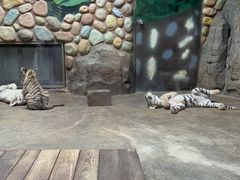 -上海野生动物园